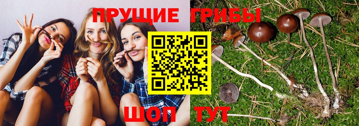 Псилоцибиновые грибы ЛСД  Вход с VPN  Симферополь  Псилоцибиновые грибы Magic Shrooms 